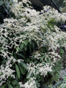 Hydrangea (Pileostegia) viburnoides     